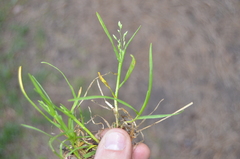 Poa supina
