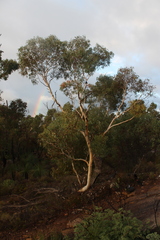 Eucalyptus laeliae, photograph (c) Malcolm Simard, some rights reserved (CC BY)