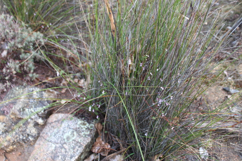 Image of Stylidium repens by (c) Malcolm Simard, some rights reserved (CC BY)