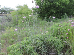 Cirsium engelmannii