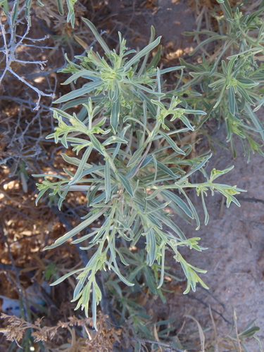 Image of Pechuel loeschea by no rights reserved