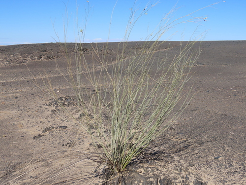 Image of Gomphocarpus filiformis by no rights reserved