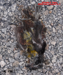 Coereba flaveola caboti