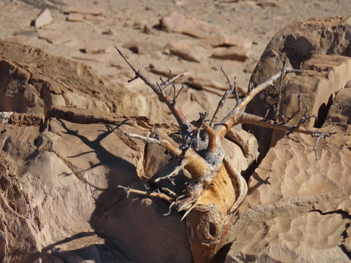 Commiphora saxicola