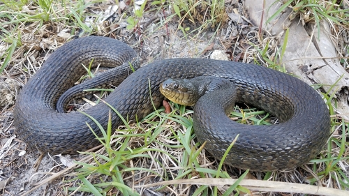 Florida Green Watersnake