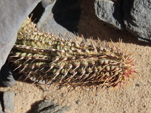 Image of Hoodia currorii by no rights reserved