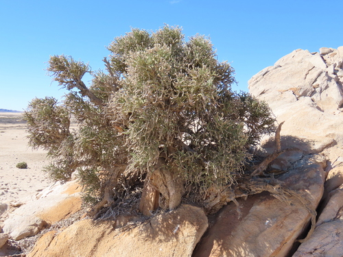 Image of Pencil Bush (Arthraerua leubnitziae) by no rights reserved