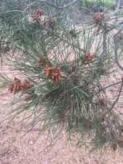 Pinus brutia eldarica