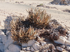 Aloe asperifolia, photograph author not stated, no rights reserved