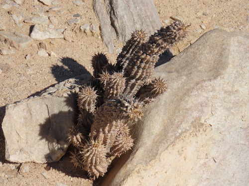 Image of Hoodia currorii by no rights reserved