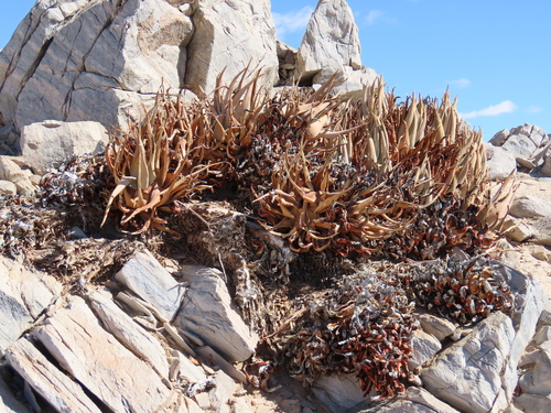 Aloe asperifolia, photograph 4