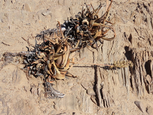 Image of Aloe asperifolia by no rights reserved