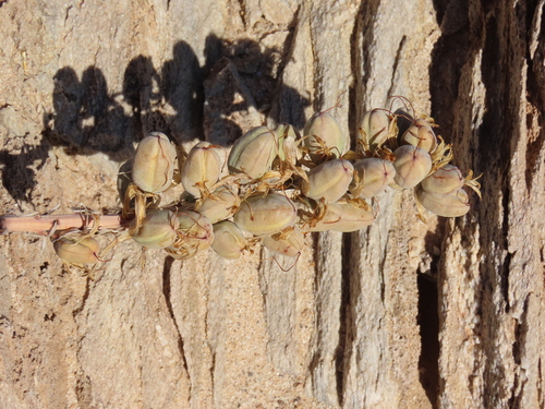 Aloe asperifolia, photograph 3