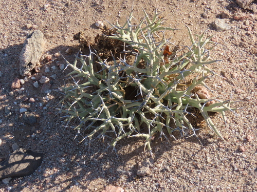 Image of Euphorbia lignosa by no rights reserved