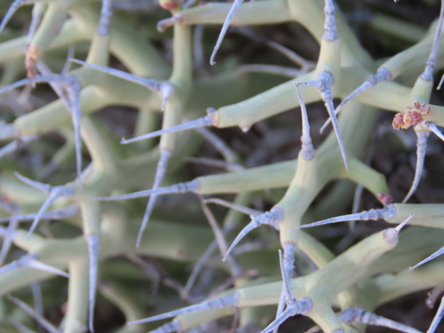 Image of Euphorbia lignosa by no rights reserved