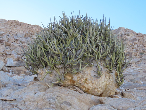 Adenia pechuelii