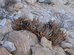 Aloe asperifolia, photograph author not stated, no rights reserved