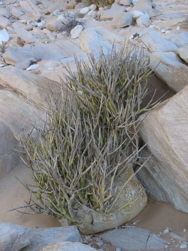 Adenia pechuelii