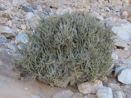 Adenia pechuelii