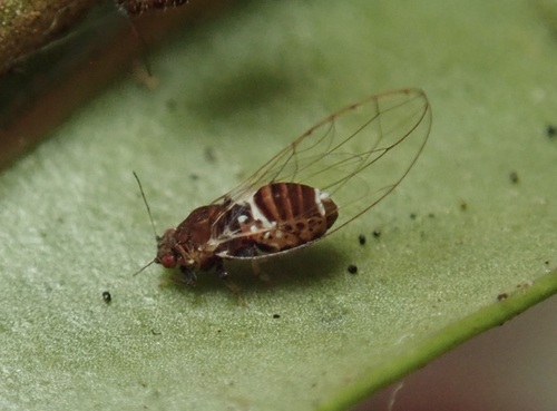 Syzygium Leaf Psyllid photo 5