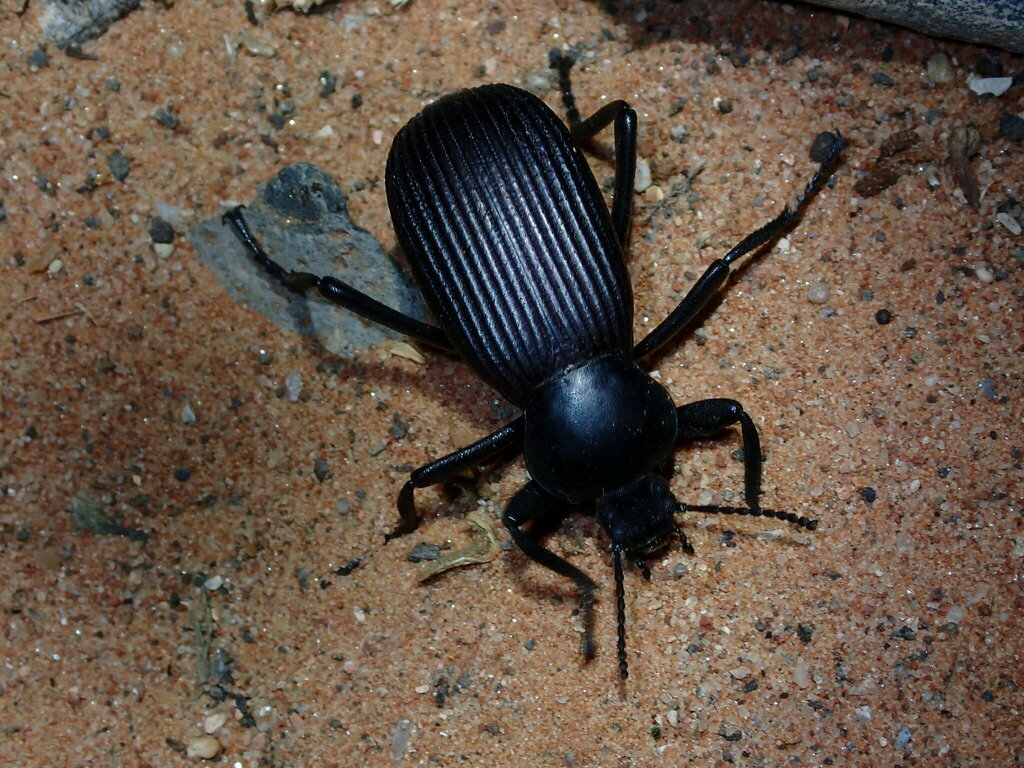 Obscure darkling beetle (Eleodes obscura)
