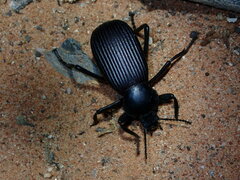 Obscure Darkling Beetle