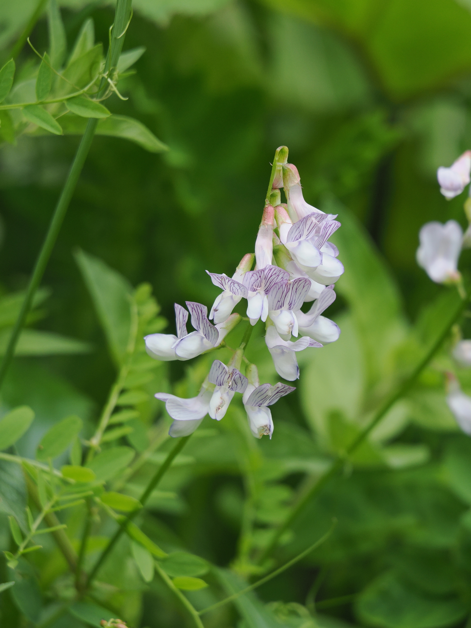 Vicia sylvatica