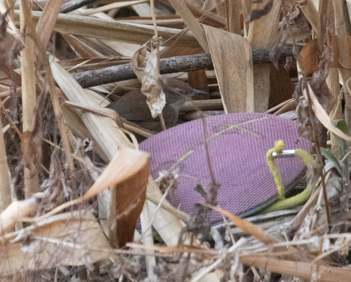 Russet Bush Warbler (Locustella mandelli), photo 3