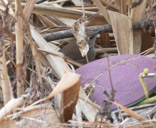 Dalat Bush Warbler (Locustella idonea), photo 8
