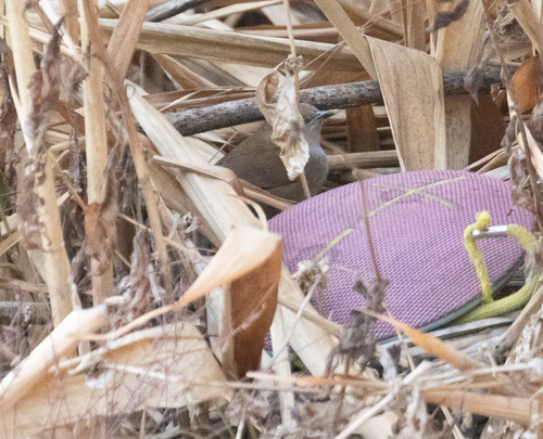 Russet Bush Warbler (Locustella mandelli), photo 9
