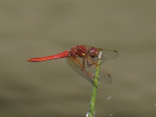 iNaturalist observation photo of Cardinal Meadowhawk