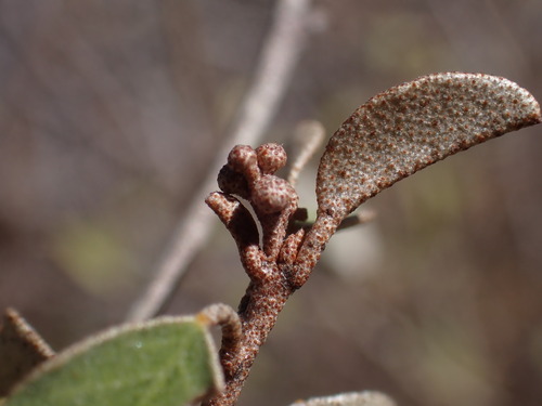Croton kimosorum