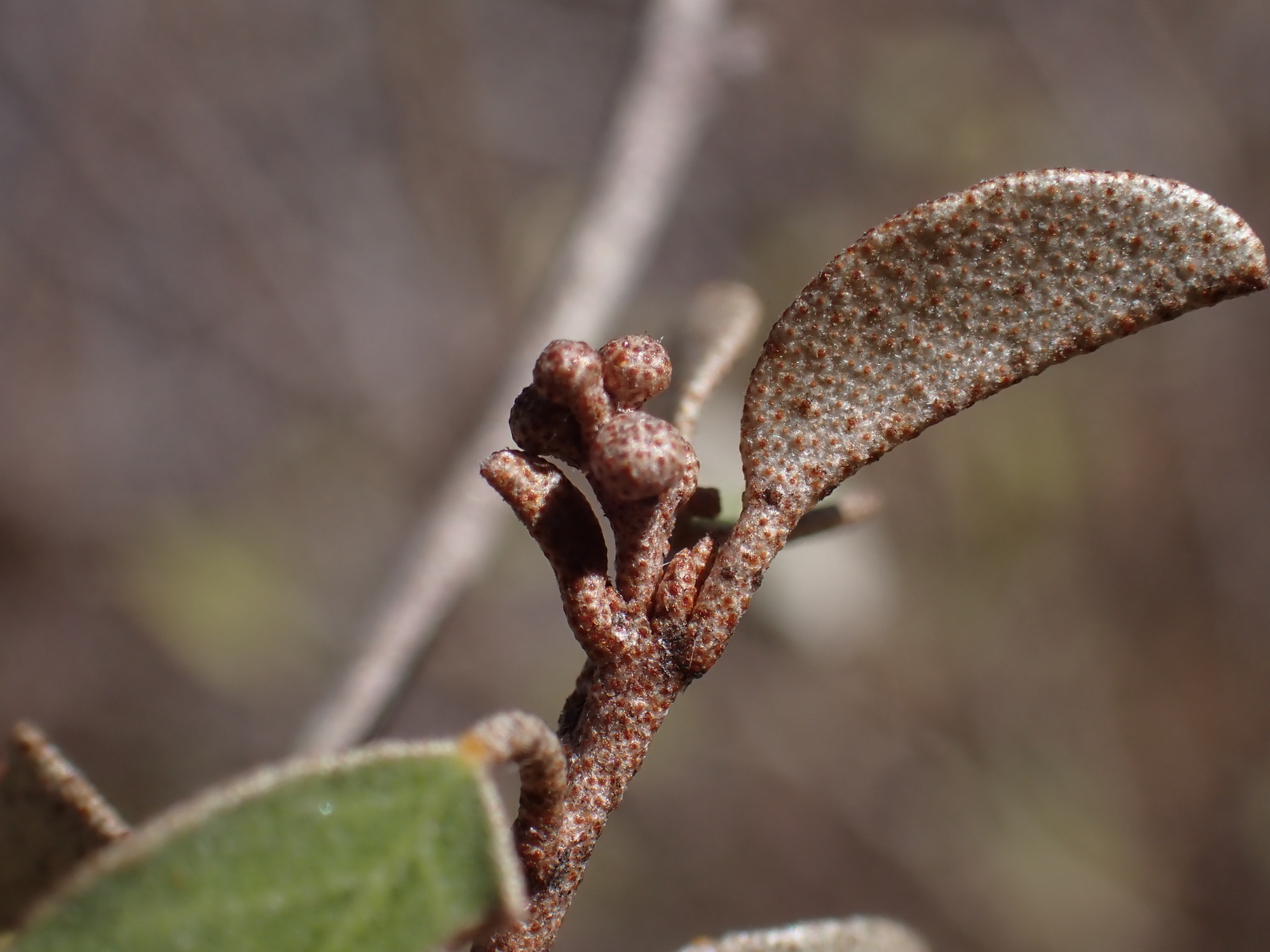 Croton kimosorum