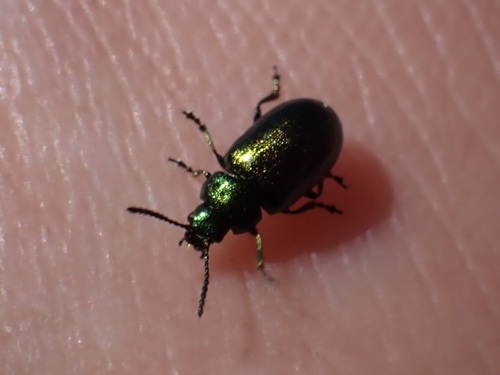 iNaturalist observation photo of Blue Dock Beetle