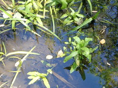 Veronica anagallis-aquatica