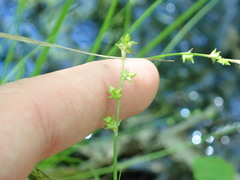 Carex rosea