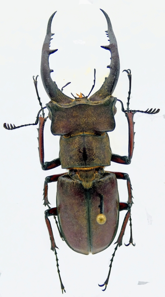 Lucanus luci