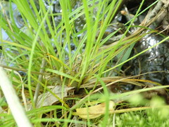Carex rosea