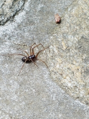 Steatoda