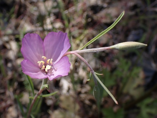 iNaturalist observation photo of Slender Clarkia