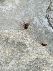 Steatoda