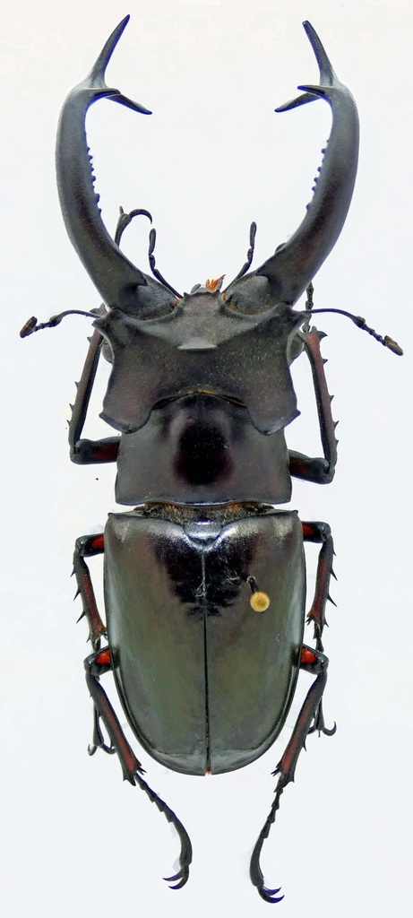Lucanus dongi