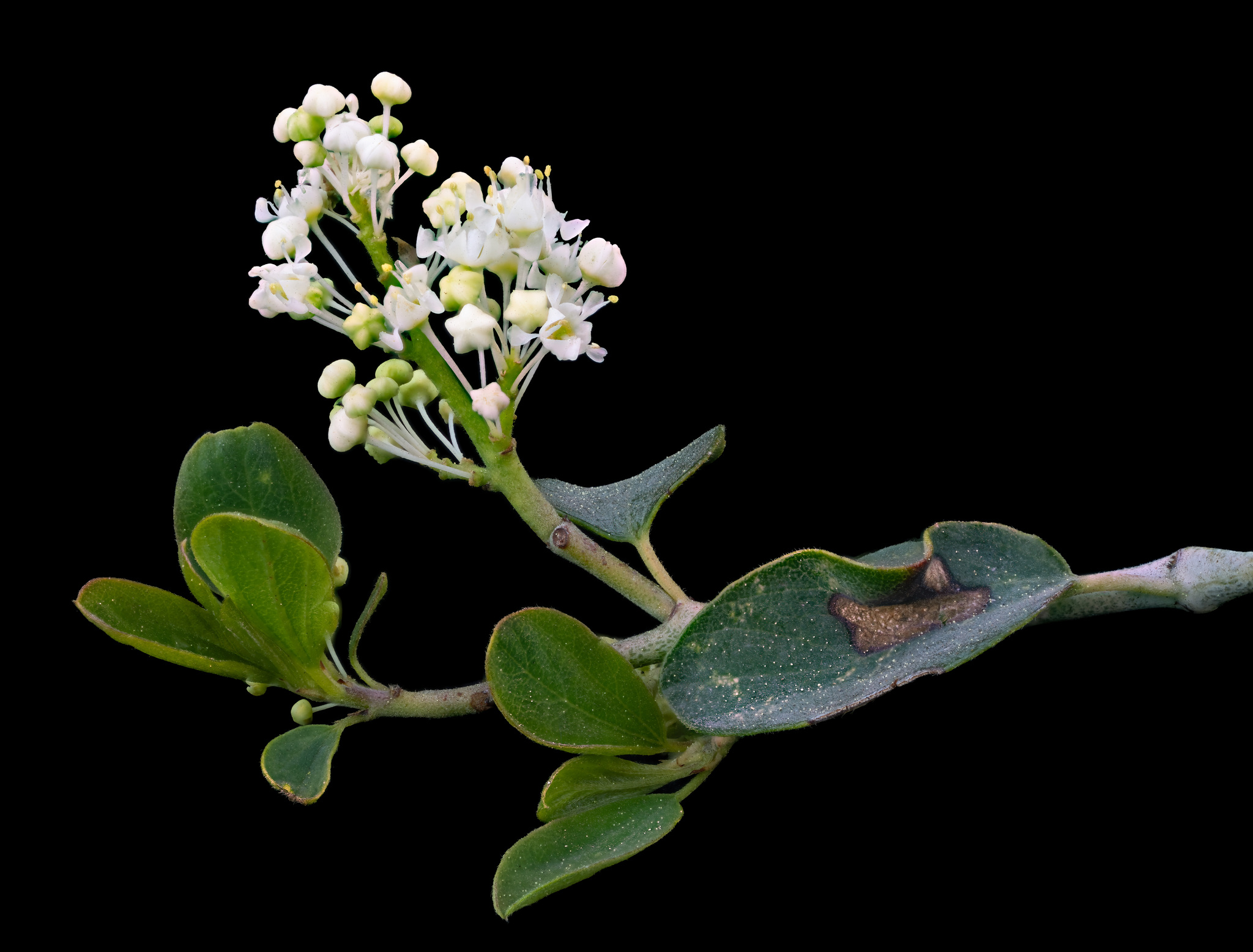 Ceanothus cordulatus