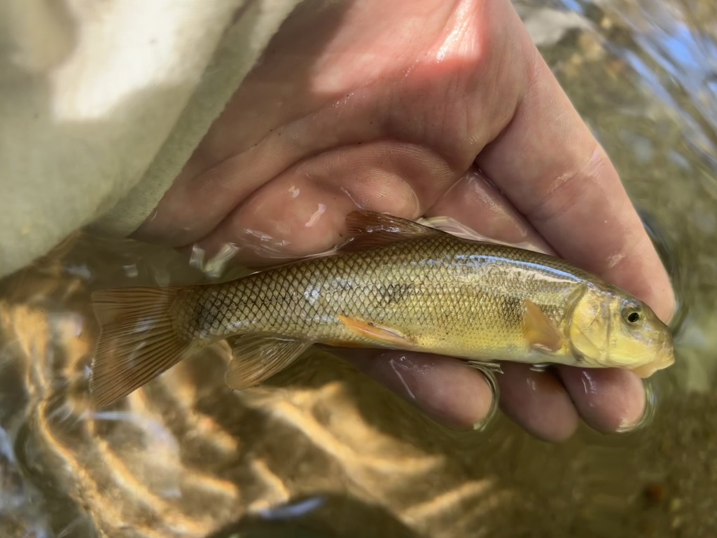 Sonora sucker (Catostomus insignis) — Catostomidae