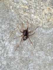 Steatoda