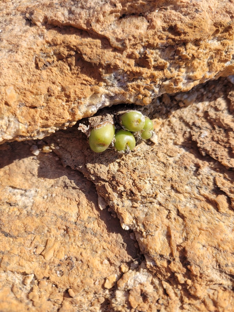 Conophytum roodiae