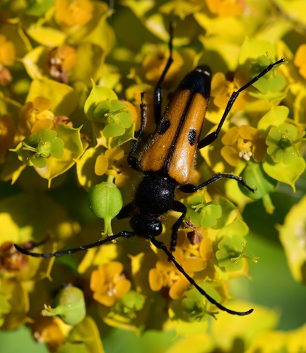 Vadonia moesiaca