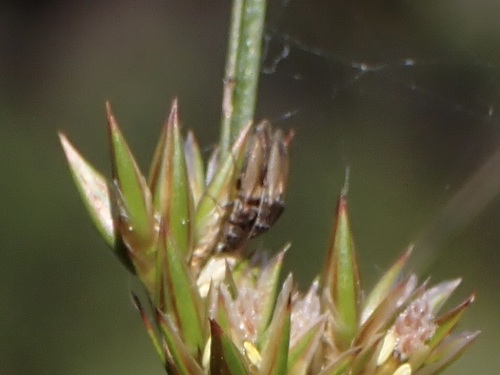iNaturalist observation photo of Beetles