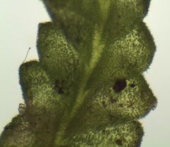 Chiloscyphus villosus