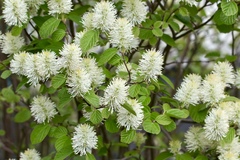 Fothergilla major